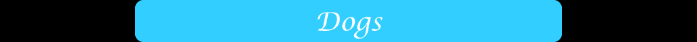 Dogs