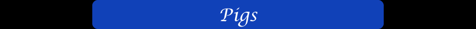 Pigs