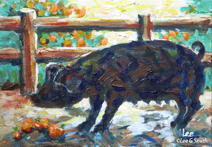 Black Pig