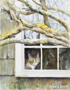 Chatham Cat in Winter