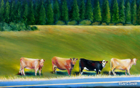 Cow Lineup in Calgary