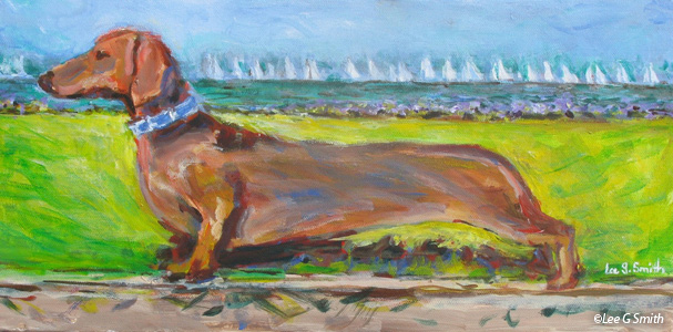 Dachsund and Regatta