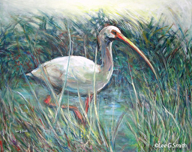 Marsh Ibis
