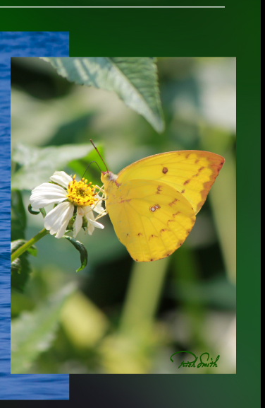 Butterfly Photo by Rich Smith