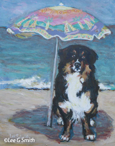 Bernese at the Beach