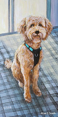 Golden Doodle, So Sweet