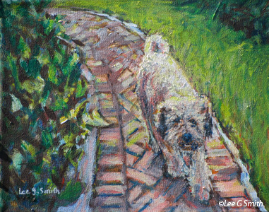 Wheaten Terrier, Rags