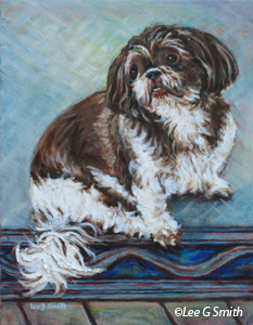 ShihTsu Sitting Pretty