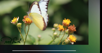 Butterfly photo by Rich Smith. 